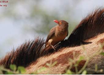 Mutualismo bisonte y pájaro