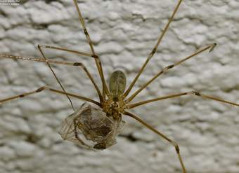 Depredación araña y presa