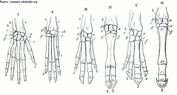 Estructuras homólogas de la mano