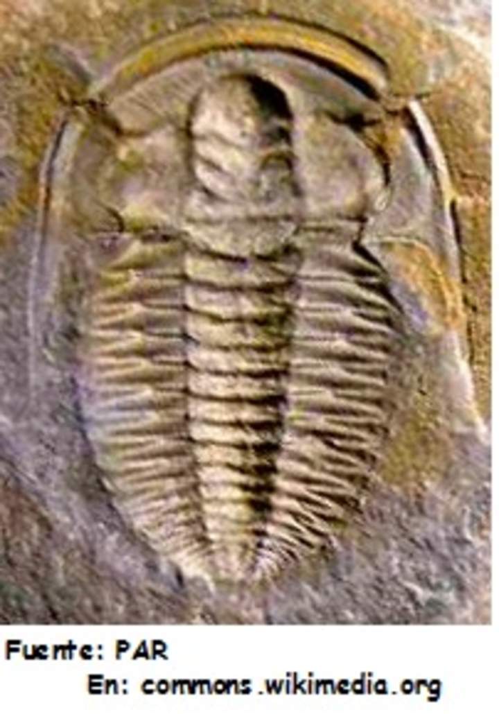 Fósil de un trilobita