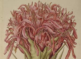 Ilustración de Doruanthes excelsa de Ferdinand Bauer