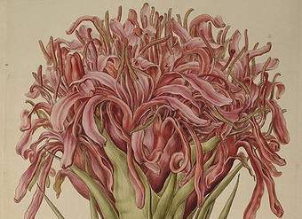 Ilustración de Doruanthes excelsa de Ferdinand Bauer