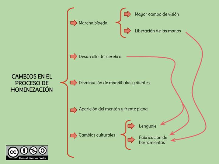 Cambios en el proceso de hominización