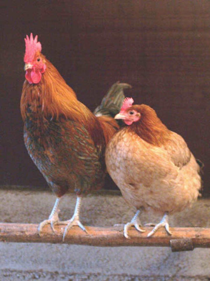 Gallo y Gallina