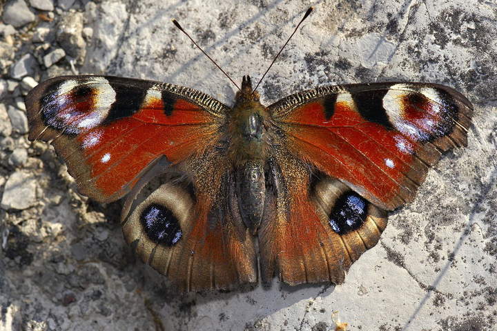 Mariposa 4