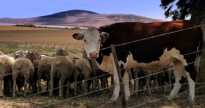 Vaca y ovejas