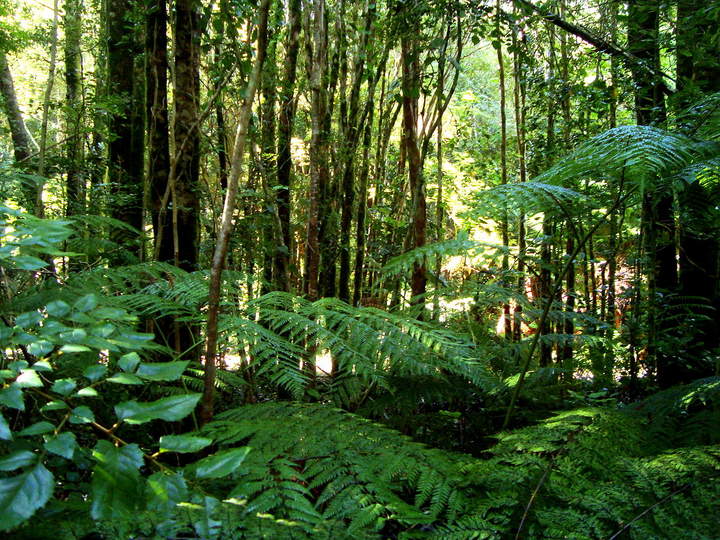 Selva en Valdivia