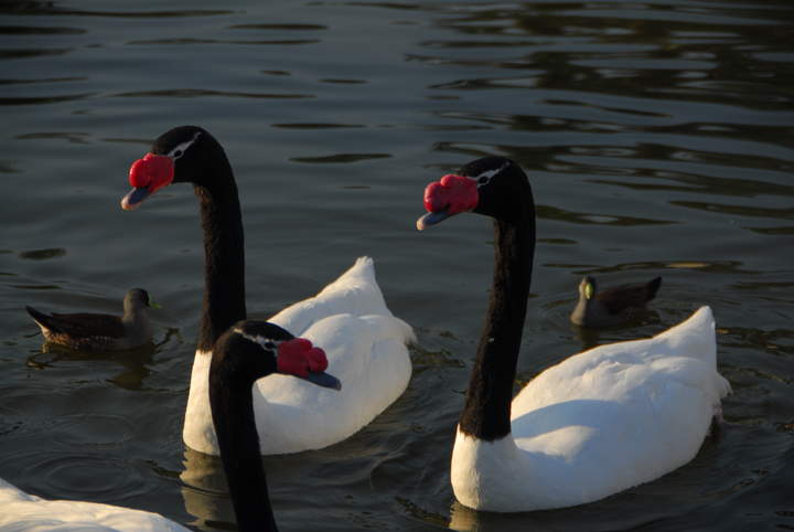 Cisnes de cuello negro