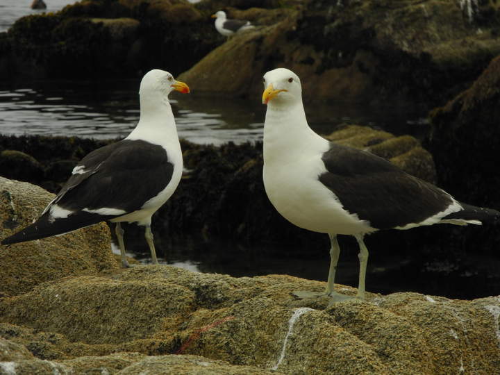 Gaviotas