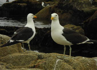 Gaviotas