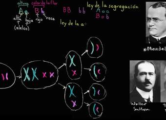 Teoría cromosómica de Sutton y Boveri | Biología | Khan Academy en Español