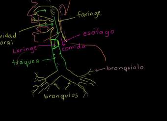 Los pulmones y el sistema respiratorio | Biología humana | Biología | Khan Academy en Español