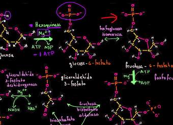 Pasos de la glucólisis | Respiración celular | Biología | Khan Academy en Español