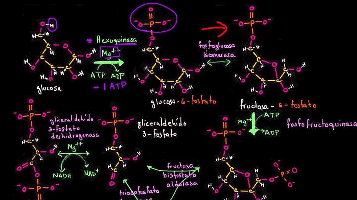 Pasos de la glucólisis | Respiración celular | Biología | Khan Academy en Español