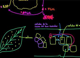 Fotosíntesis C-4 | Biología | Khan Academy en Español