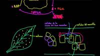 Fotosíntesis C-4 | Biología | Khan Academy en Español
