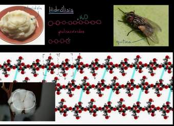 Hidrólisis | Macromoléculas | Biología | Khan Academy en Español