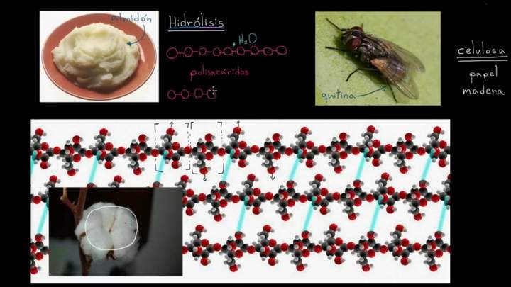 Hidrólisis | Macromoléculas | Biología | Khan Academy en Español