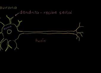 Anatomía de una neurona