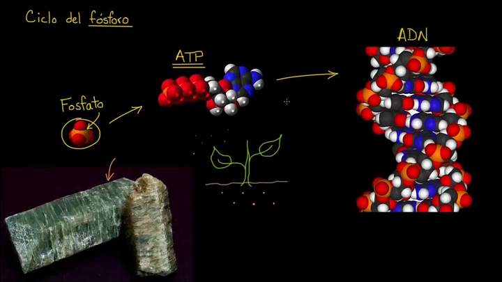 El ciclo del fósforo | Ecología | Biología | Khan Academy en Español
