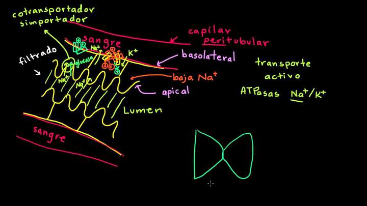 Transporte activo secundario en la nefrona | Biología humana | Biología | Khan Academy en Español