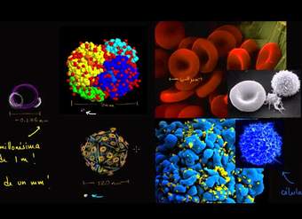 La escala de las células | La estructura de una célula | Biología | Khan Academy en Español