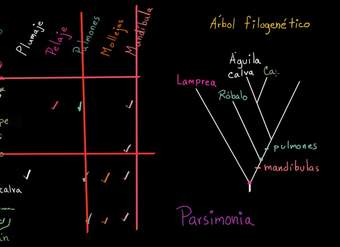 Entender y crear árboles filogenéticos | Biología | Khan Academy en Español