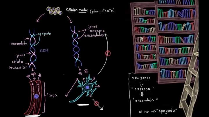 Especialización celular (diferenciación) | Biología | Khan Academy en Español