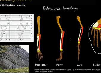 Evidencias de la evolución | Biología | Khan Academy en Español