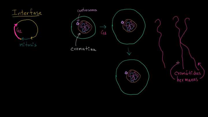 Interfase | División celular | Biología | Khan Academy en Español