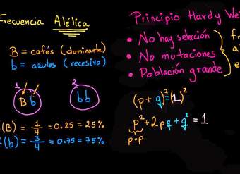 Ecuación de Hardy Weinberg | Biología | Khan Academy en Español