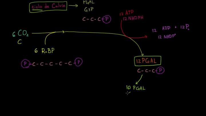 Fotosíntesis: ciclo de Calvin | Fotosíntesis | Biología | Khan Academy en Español