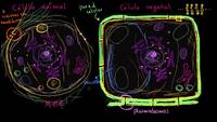 Panorama de las células animales y vegetales | Biología | Khan Academy en Español