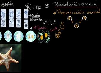 Reproducción asexual y sexual | Khan Academy en Español