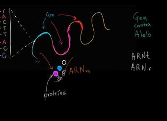 Alelos y genes | Herencia y evolución | Biología | Khan Academy en Español
