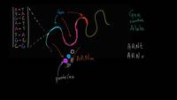Alelos y genes | Herencia y evolución | Biología | Khan Academy en Español