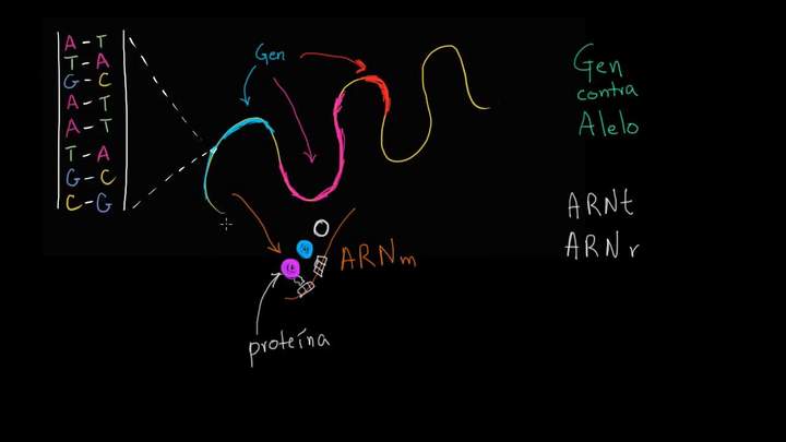 Alelos y genes | Herencia y evolución | Biología | Khan Academy en Español