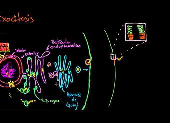 Exocitosis | Membranas y transporte | Biología | Khan Academy en Español