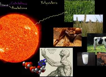 Introducción al metabolismo: anabolismo y catabolismo | Biología | Khan Academy en Español