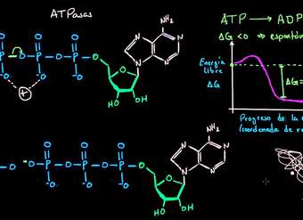 Mecanismo de hidrólisis del ATP | Energía y enzimas | Biología | Khan Academy en Español