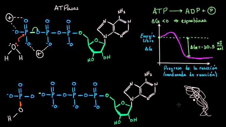 Mecanismo de hidrólisis del ATP | Energía y enzimas | Biología | Khan Academy en Español