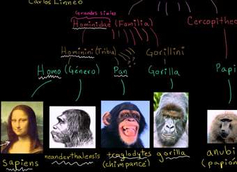 Taxonomía y el árbol de la vida | Herencia y evolución | Biología | Khan Academy en Español