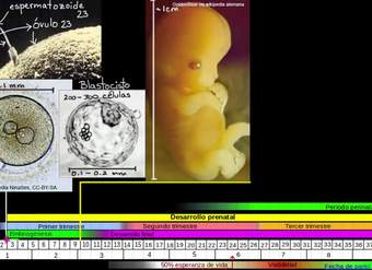 Fecundación humana y desarrollo temprano | Khan Academy en Español