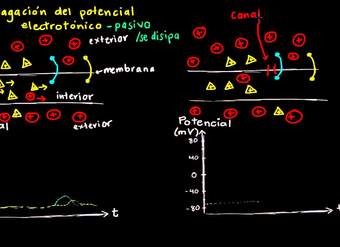 Potencial electrotónico y potencial de acción | Biología | Khan Academy en Español