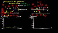 Potencial electrotónico y potencial de acción | Biología | Khan Academy en Español