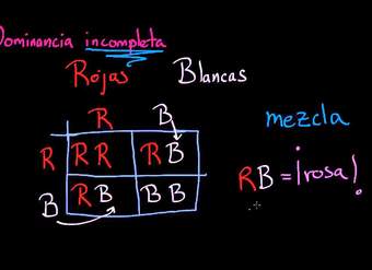 Divertidos cuadros de Punnett | Herencia y evolución | Biología | Khan Academy en Español