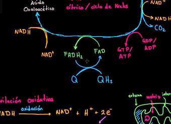 Fosforilación oxidativa y la cadena de transporte de electrones | Khan Academy en Español