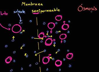 Ósmosis | Membranas y transporte | Biología | Khan Academy en Español