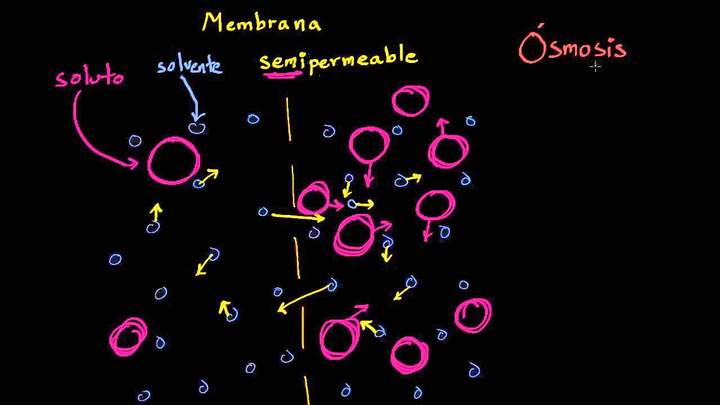 Ósmosis | Membranas y transporte | Biología | Khan Academy en Español