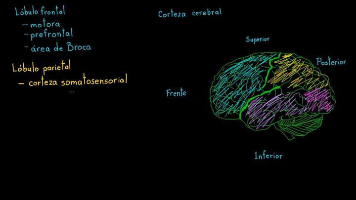 Revisión de las funciones de la corteza cerebral | Biología | Khan Academy en Español